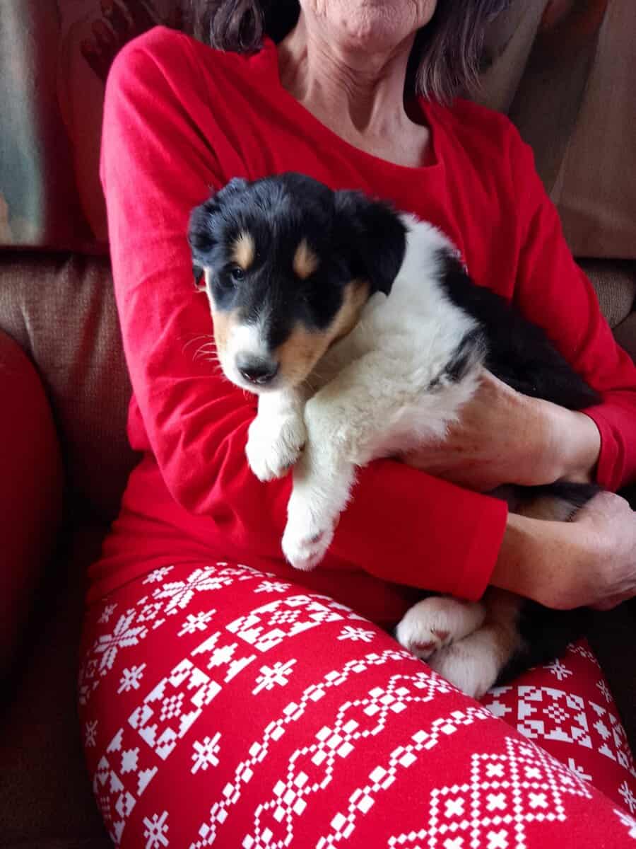Rough Collie Pups image 2