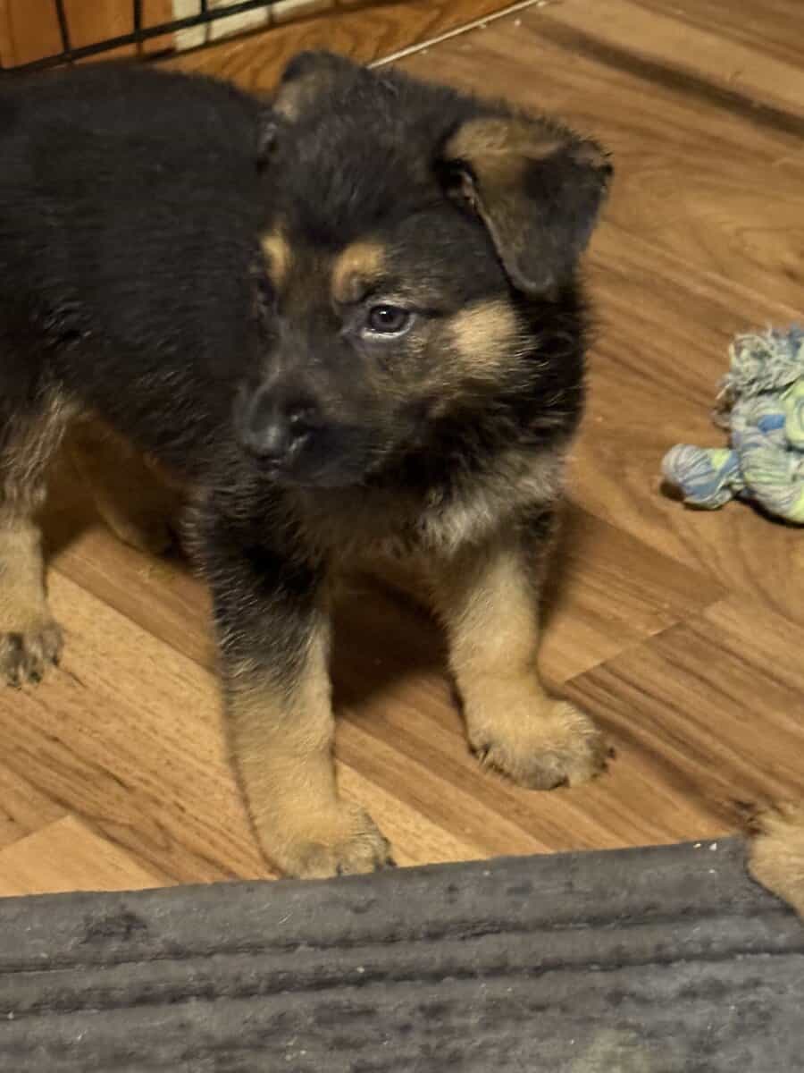 German shepherd puppies ready 12/20/2025 image 22