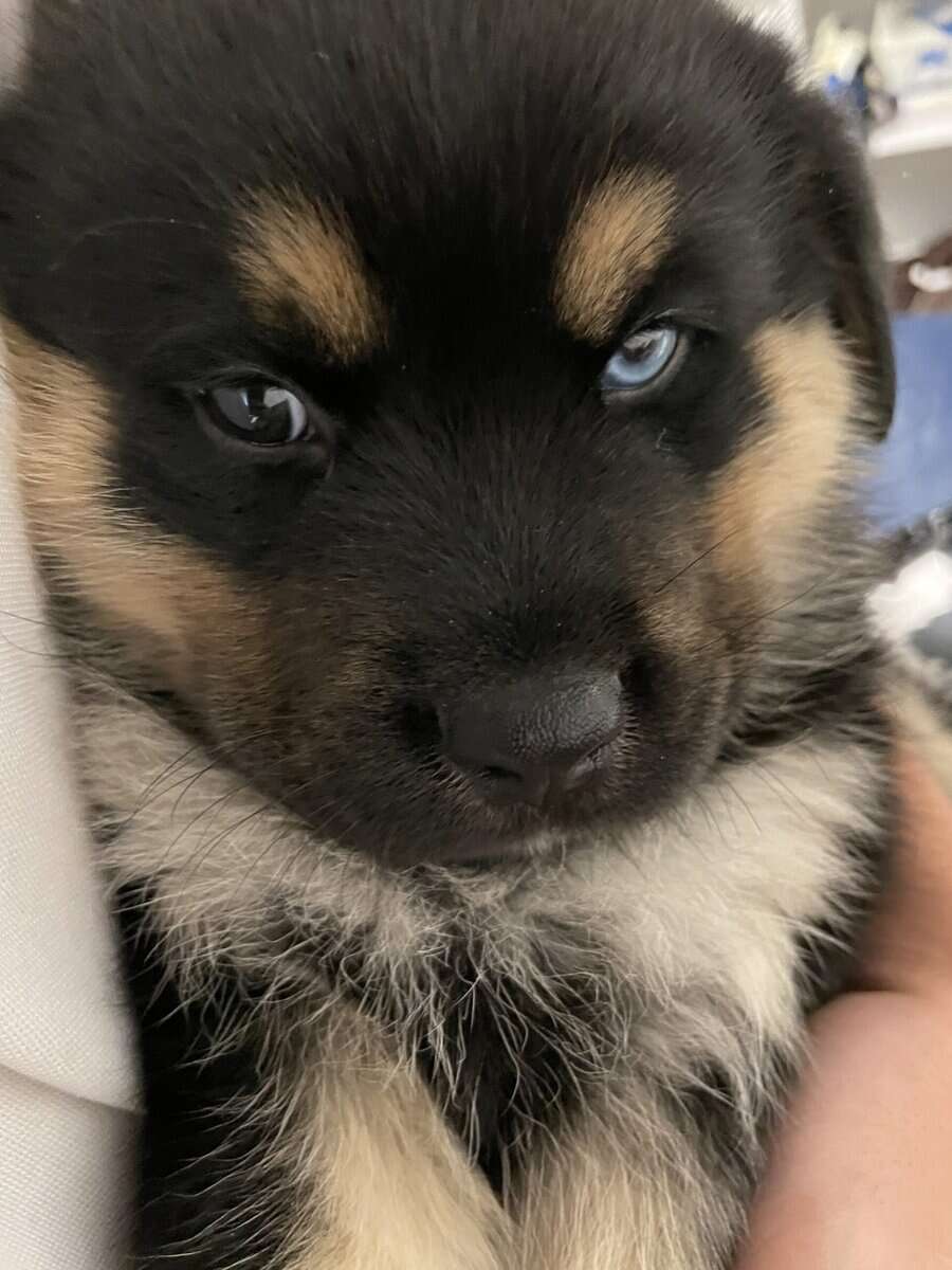 Husky/ Rottie mix image 1