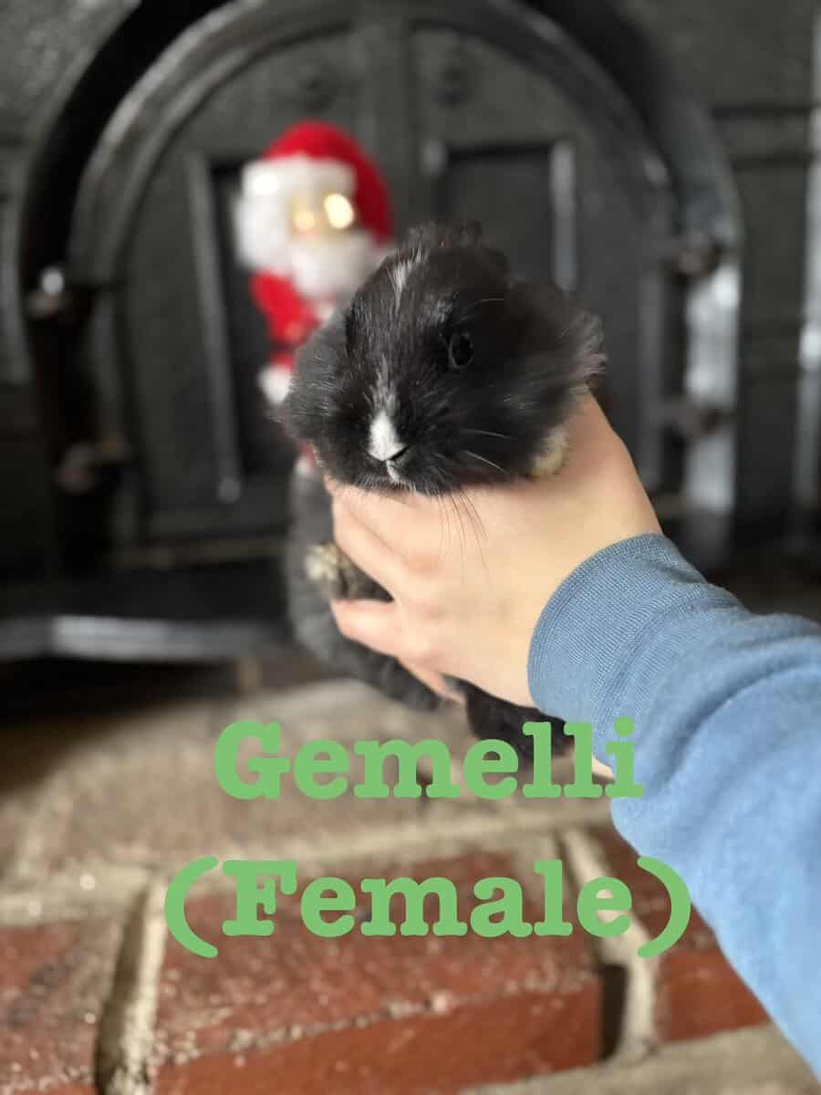 Lionhead Bunnies image 1