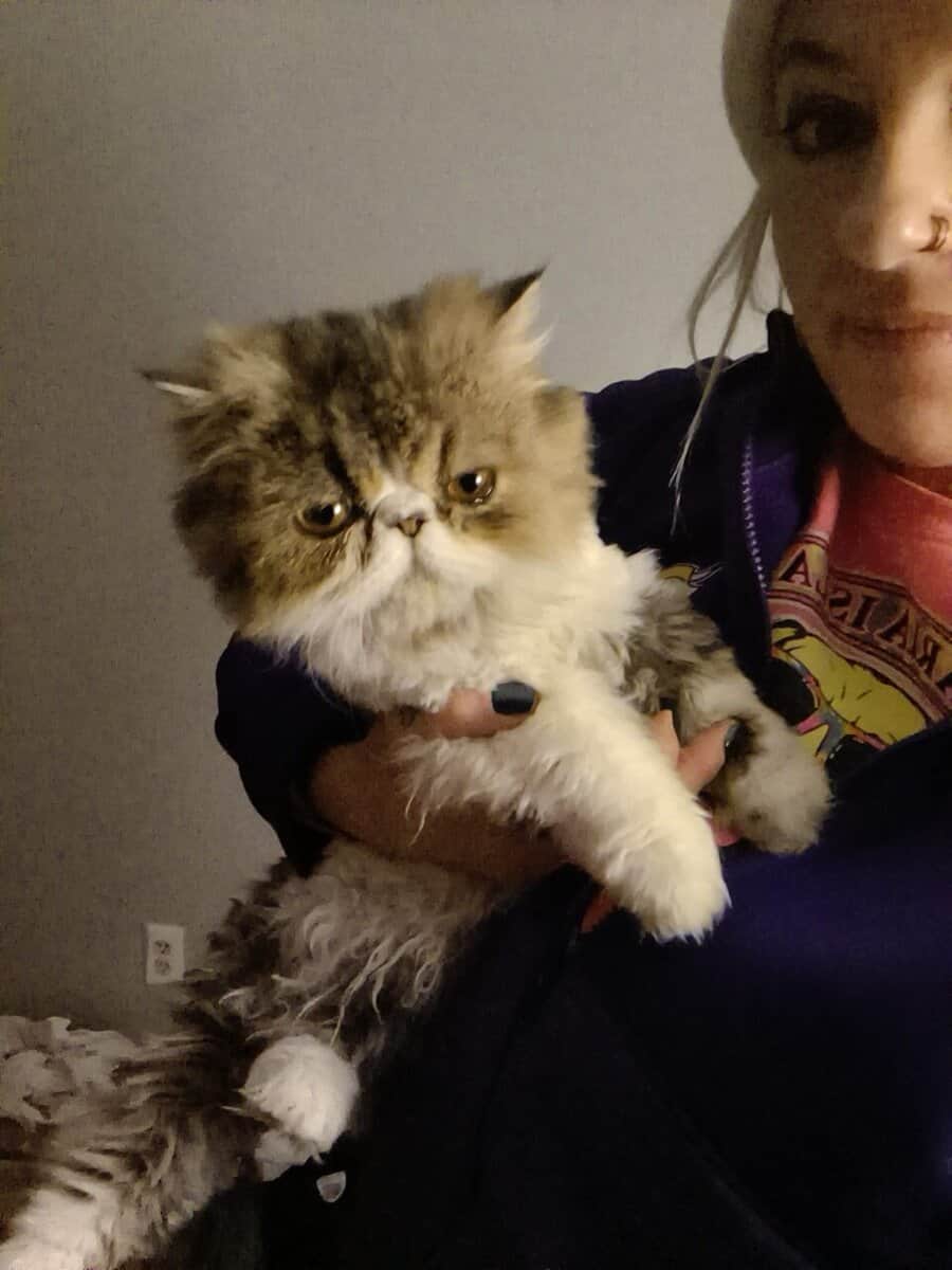 Female Persian kitten image 1