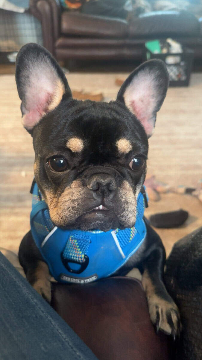 1 yr old Frenchie for sale image 1