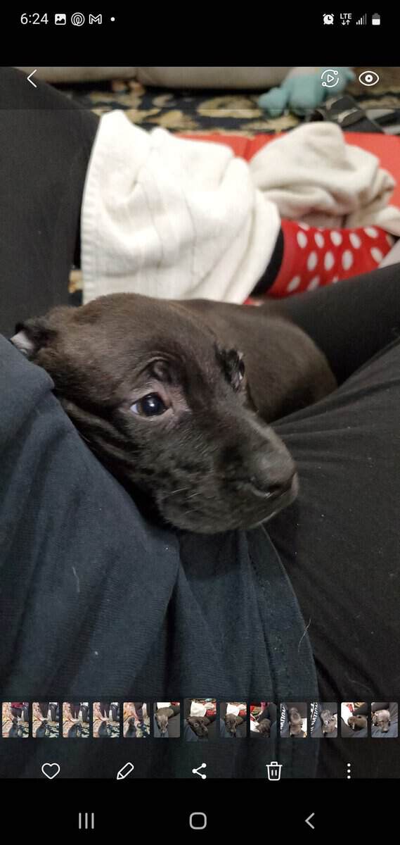 Staffie Pups image 2