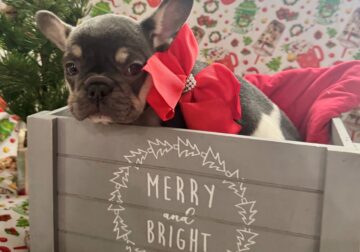 AKC Registered French Bulldog Puppy
