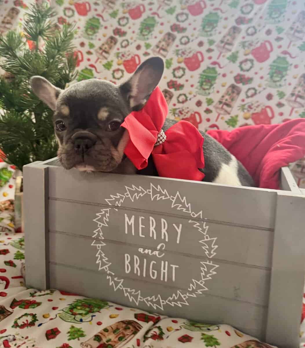 AKC Registered French Bulldog Puppy image 1