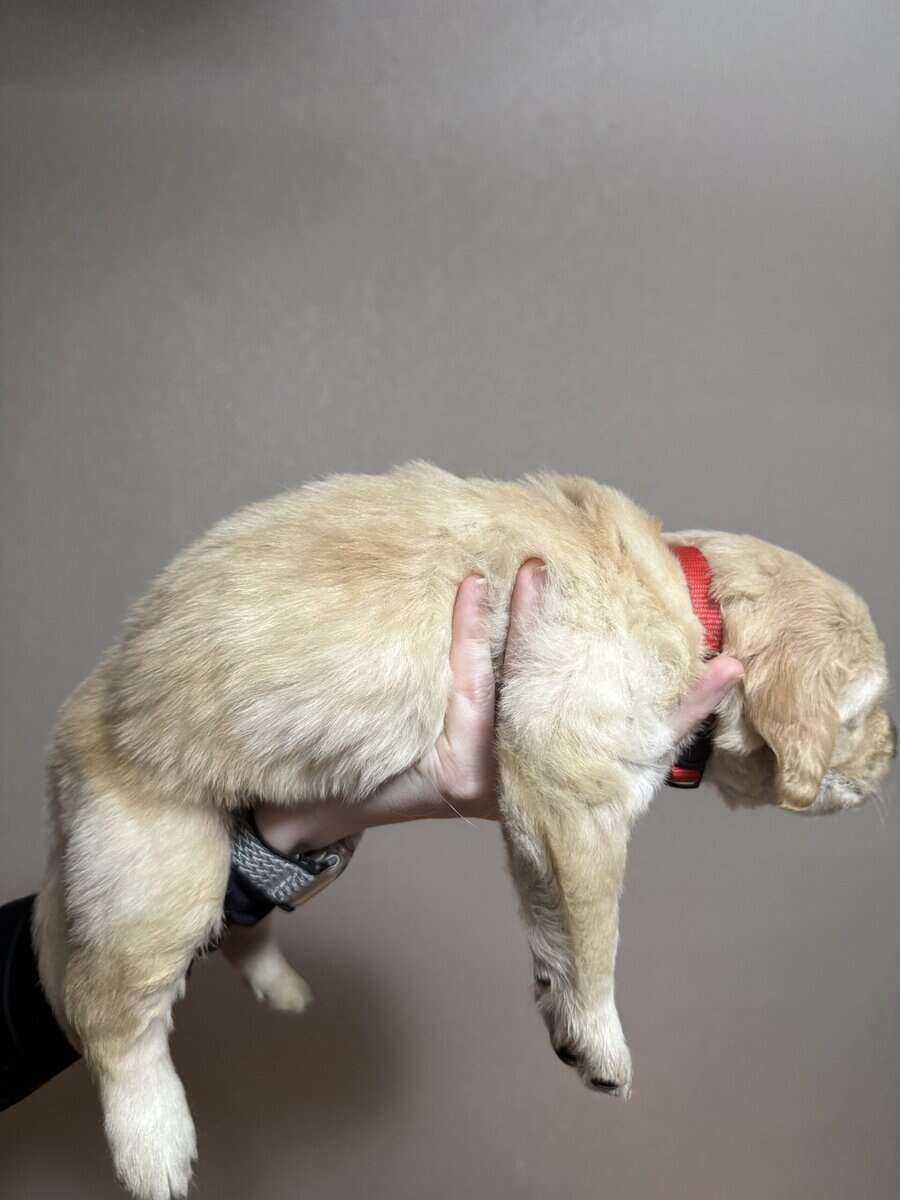Pure breed Golden Retrievers image 5