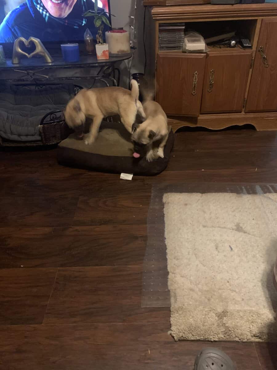 Pugs image 5
