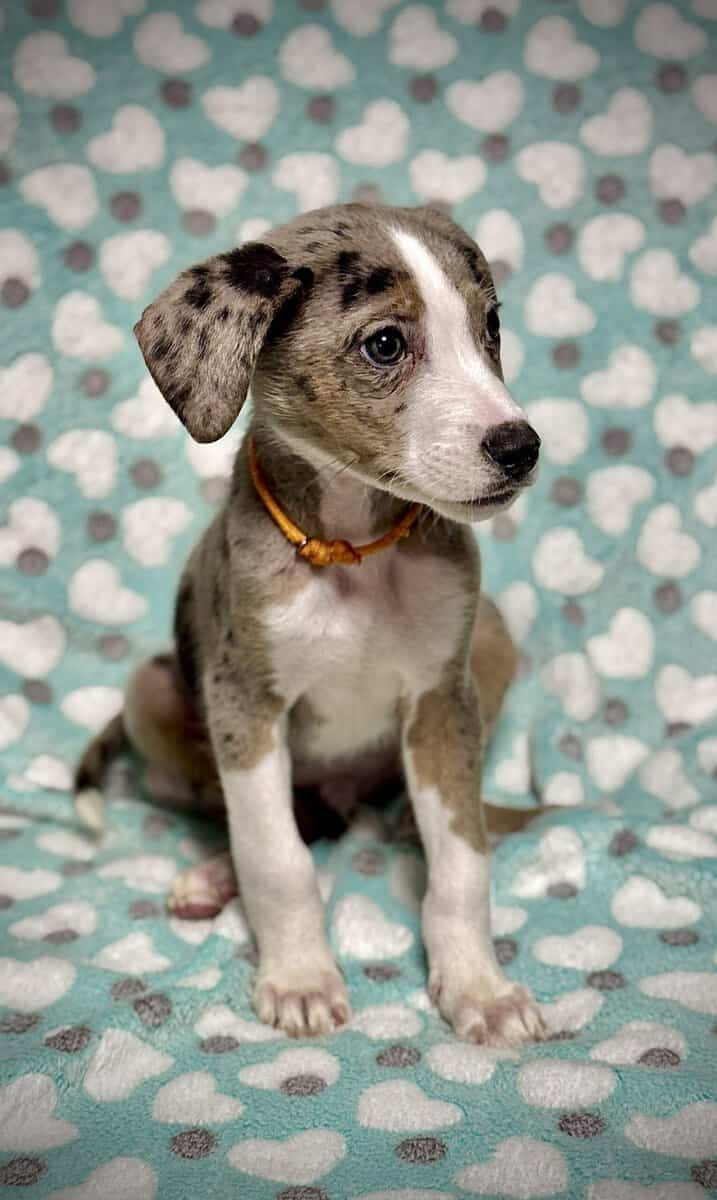 Beautiful Blue-Eyed & Merle Puppies image 10