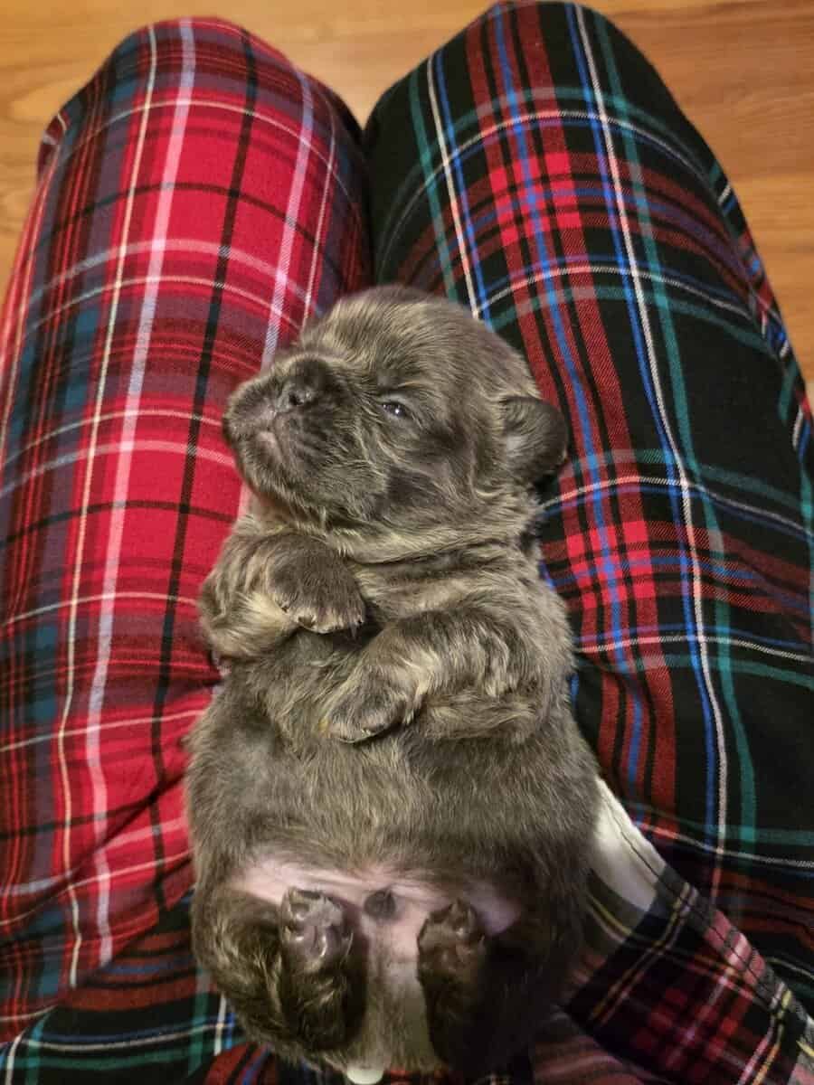 Full Fluffy French bull dog image 19