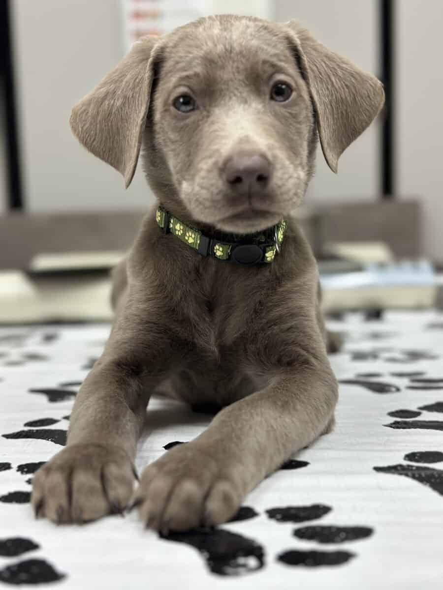 Silver Labrador Puppies for Christmas!!! image 6