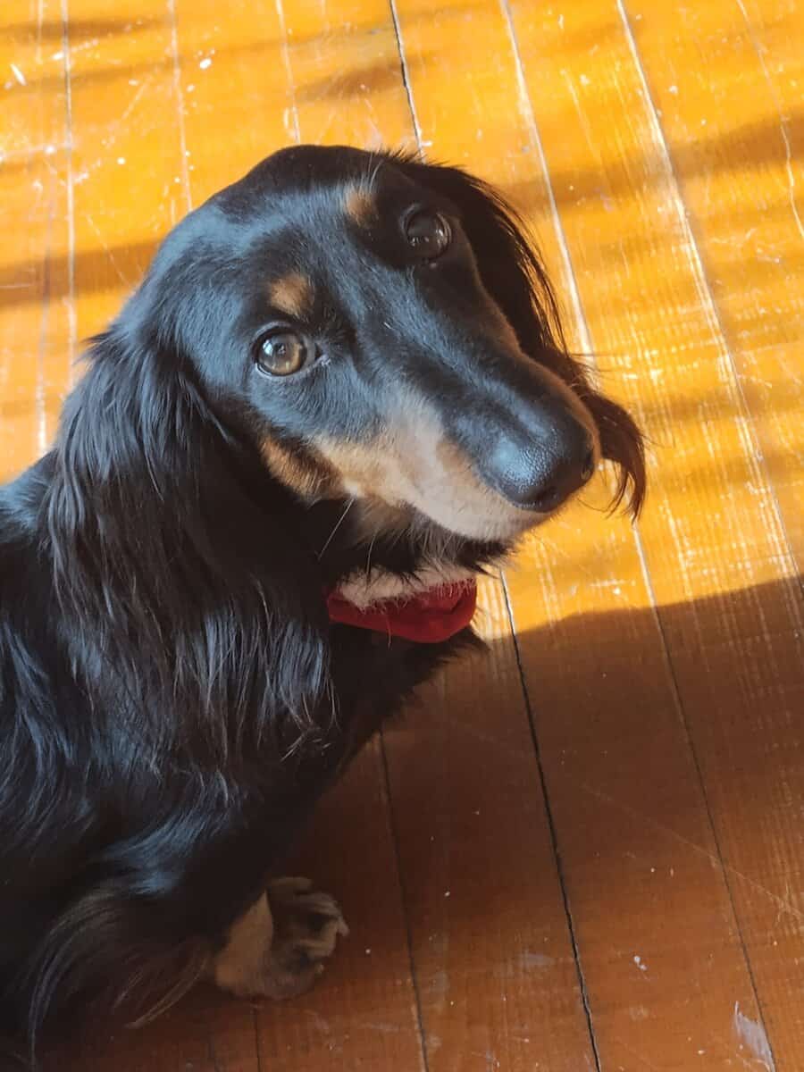 Minature Long Haired Dachsund puppies for sale image 3
