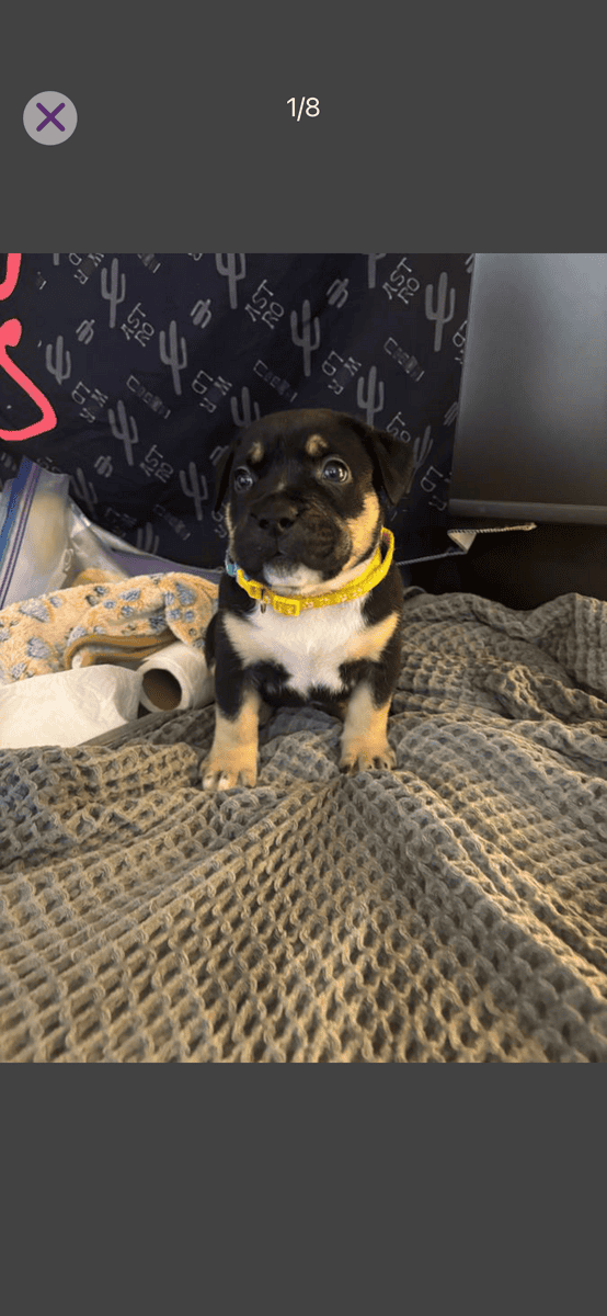 Rehoming xl American bully’s 7 weeks old image 8