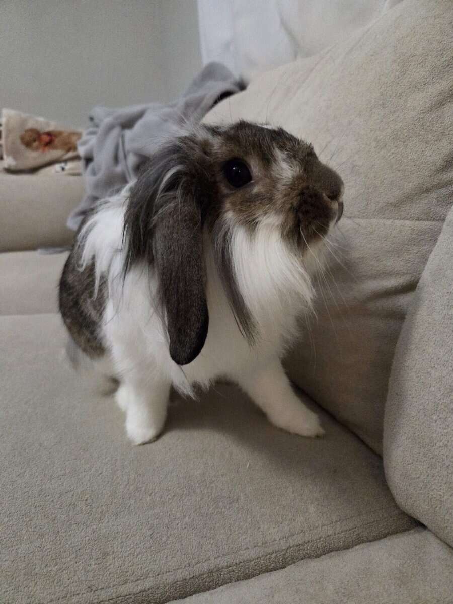 8 month bunny image 1