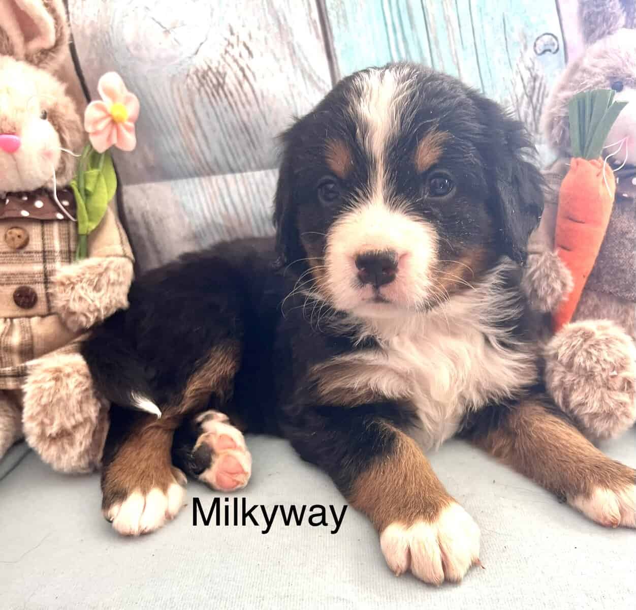 Gorgeous Bernese puppies image 5