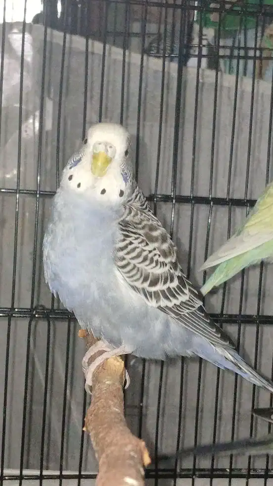 Nibbles - Greyish Mauve Budgie image 2