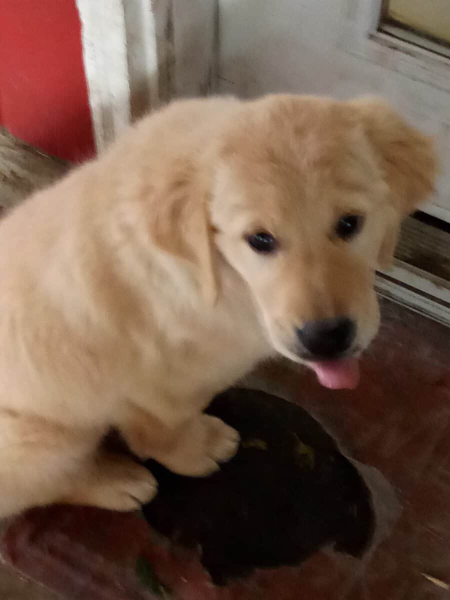 Golden Retriever pups image 1