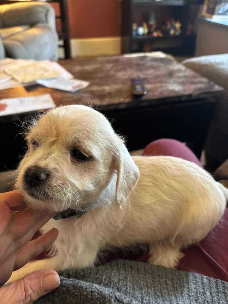 Puppies image 1