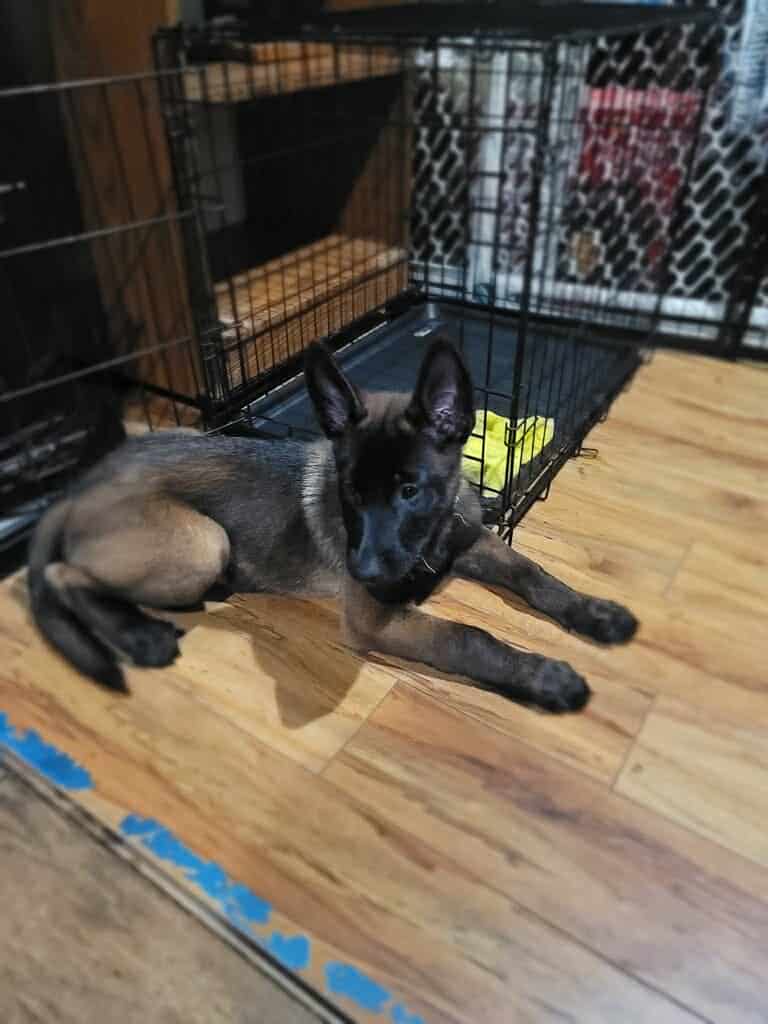 Belgian malinois pups image 12