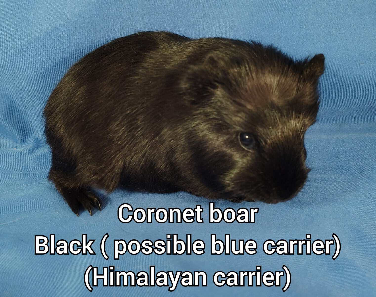Long haired guineapigs image 7