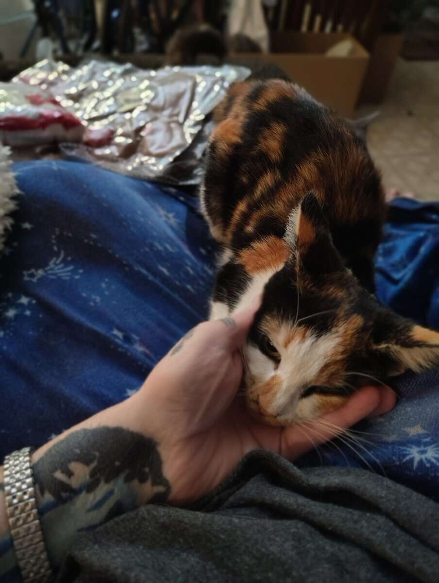 Beautiful Calico Female 6 to 8 months old. image 4