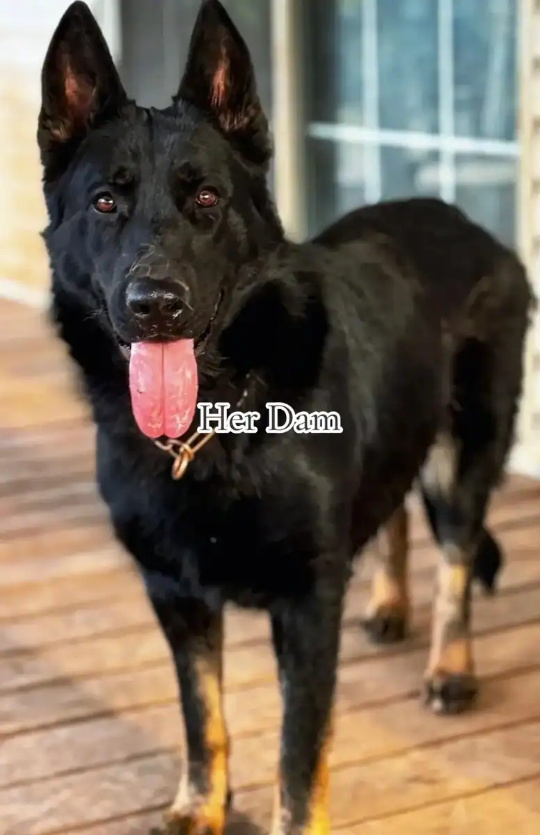 German shepherd image 2