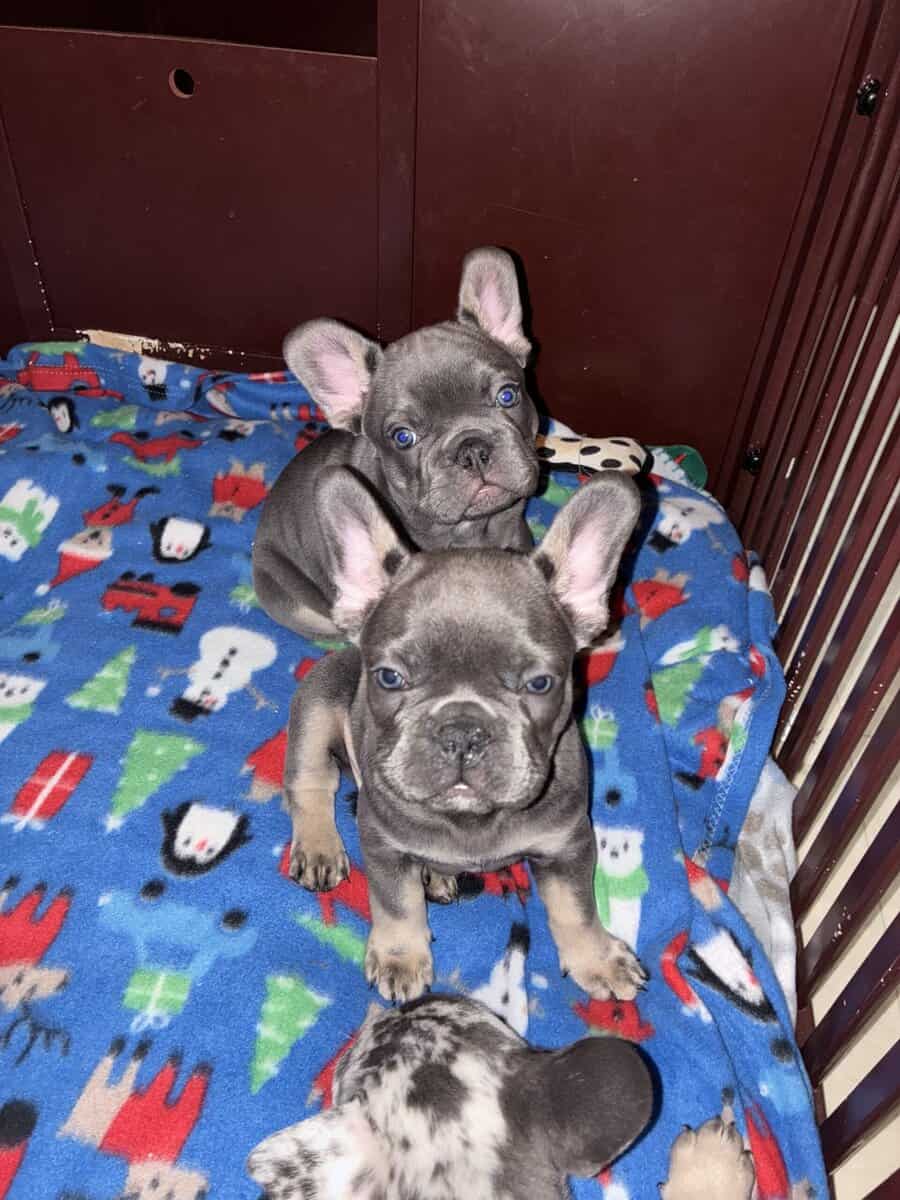 Christmas Frenchies image 11