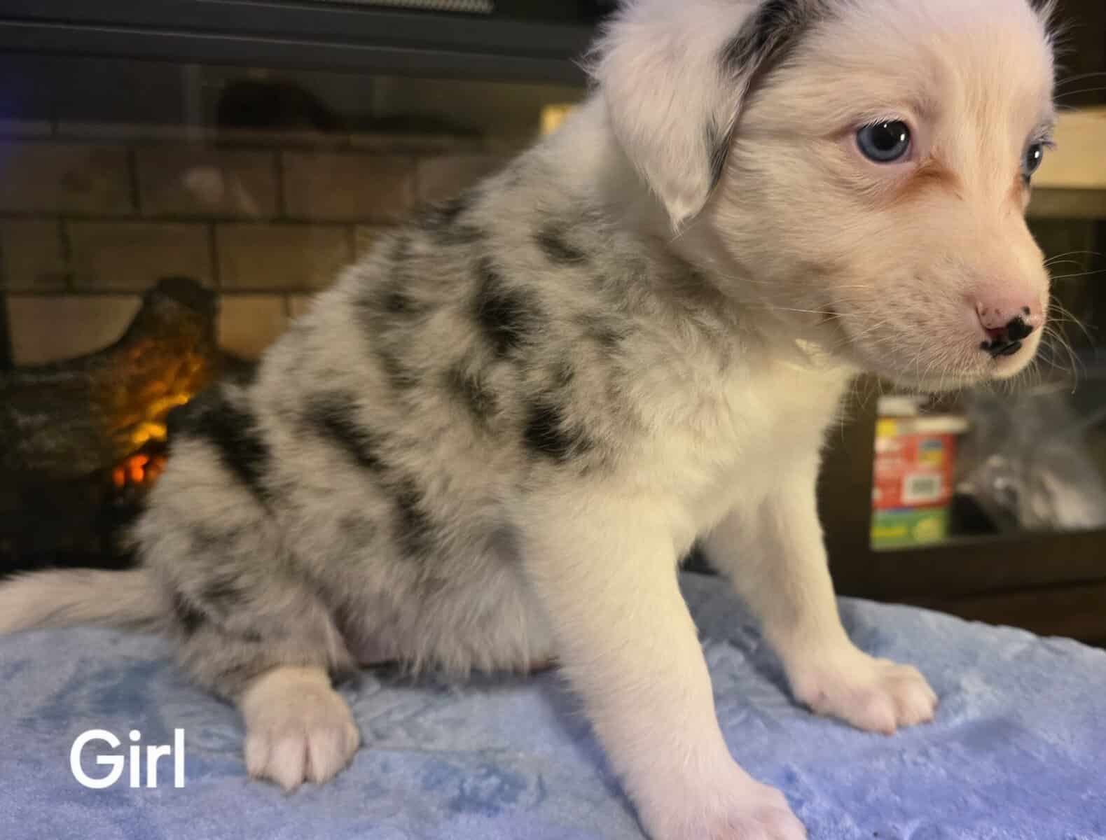 Australian Shepherd/Collie image 2