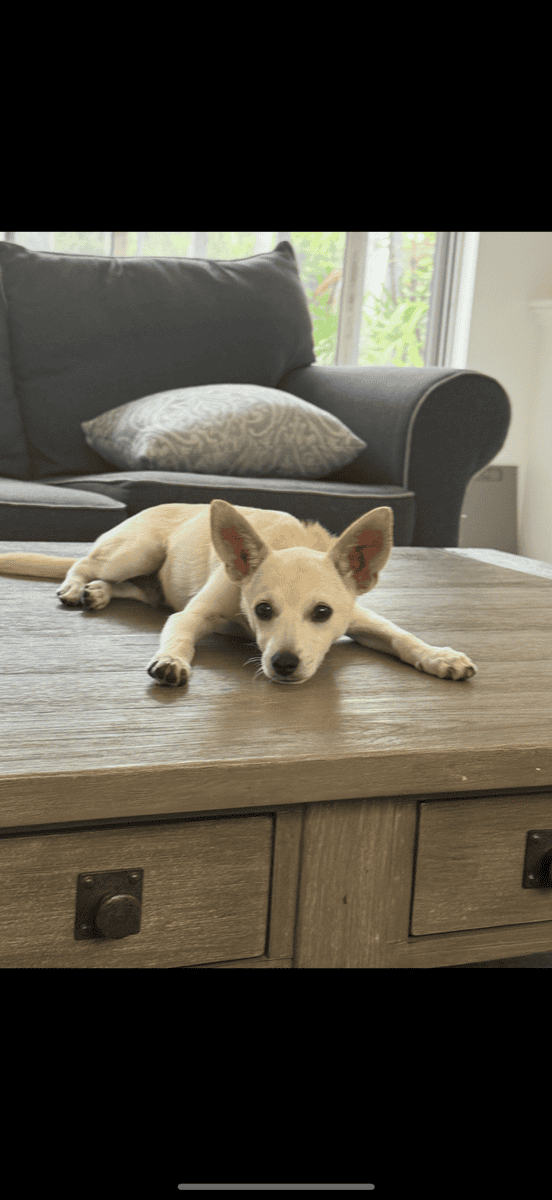 11 month Chihuahua mix image 1