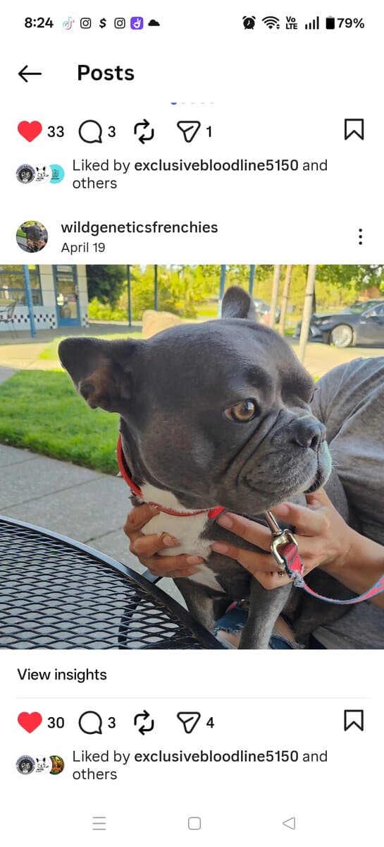 Levitt bulldogge / French bulldog hybrids image 1