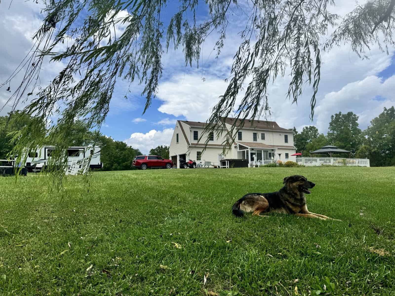 German Shepherd / Australian Shepherd image 4