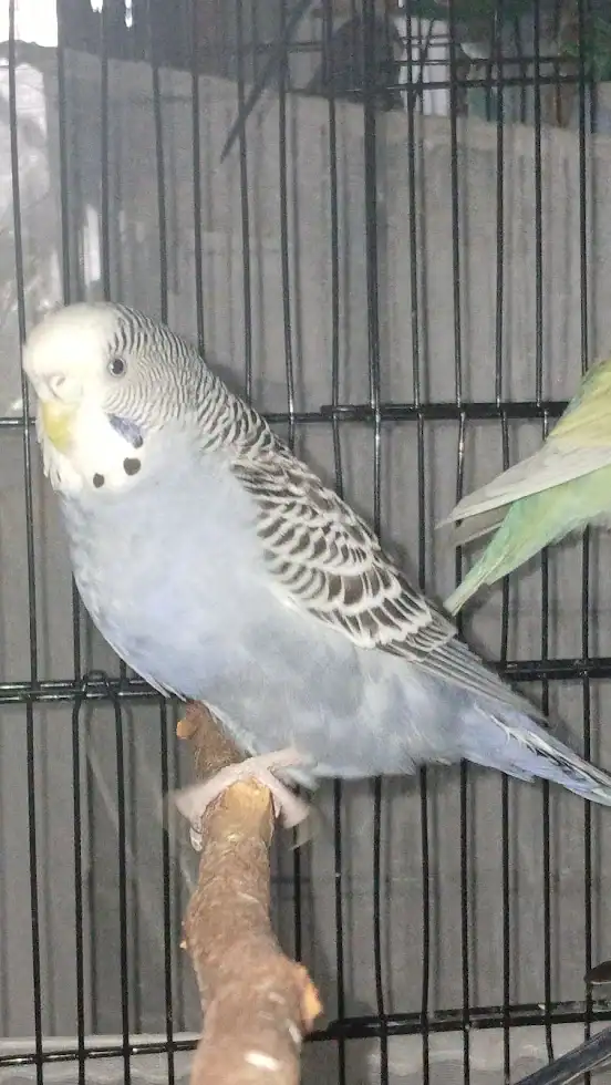 Nibbles - Greyish Mauve Budgie image 4