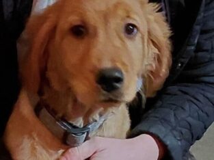 Venus Female Golden Retriever Puppy for sale