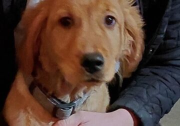 Venus Female Golden Retriever Puppy for sale