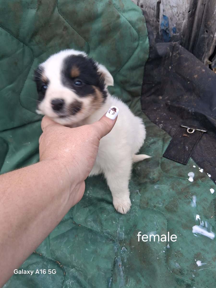 Border collie puppies image 3