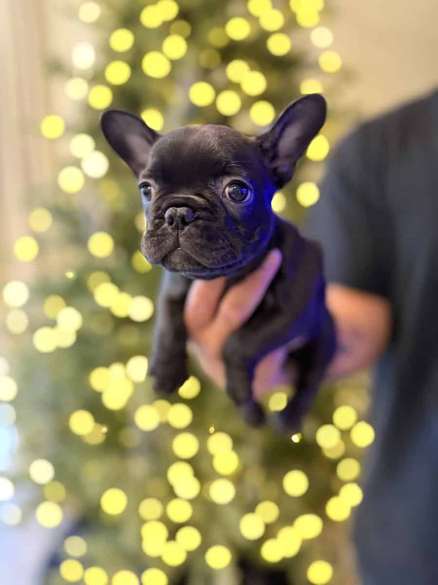 French bulldog puppies image 3