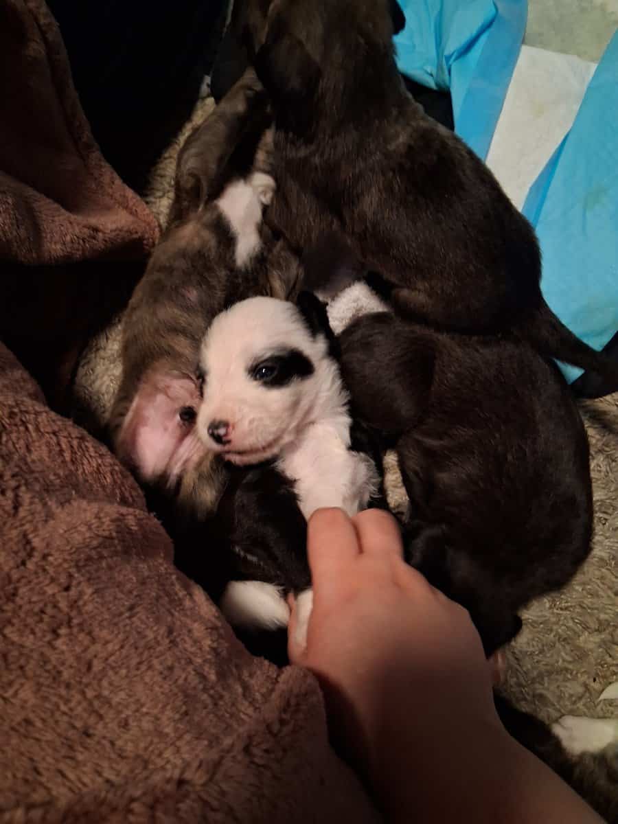 PITOODLE PUPPIES image 1