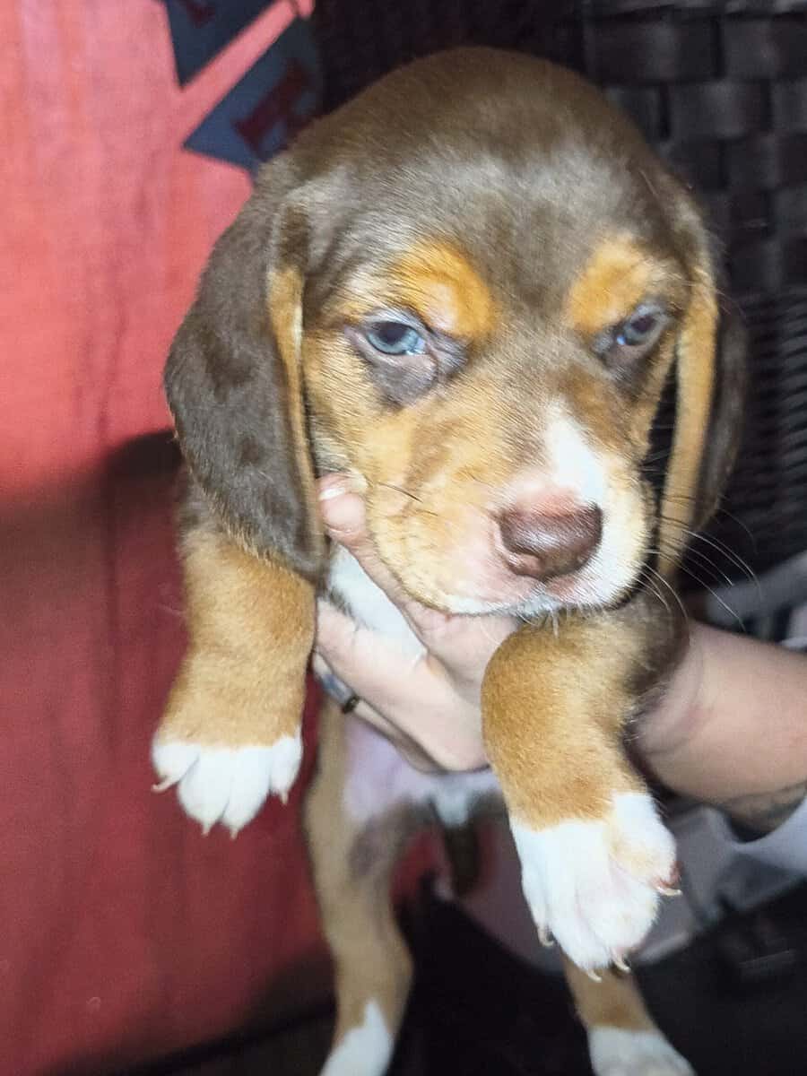 Beagle puppies image 1