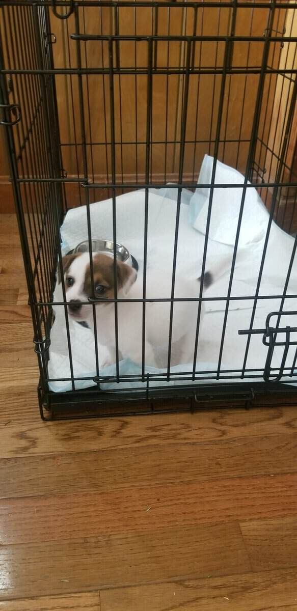 Jack Russell for sale image 5
