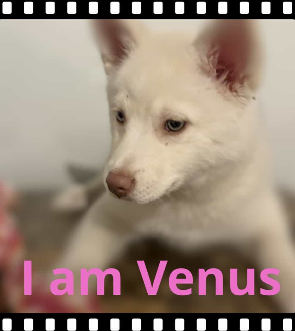 Venus image 1