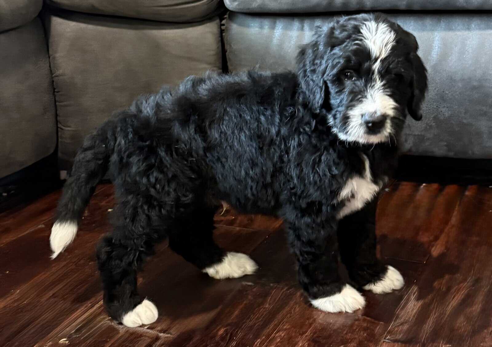 Bernedoodle Pups For Sale image 7