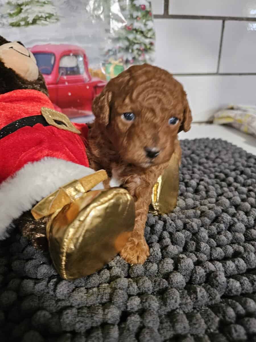 AKC RED MINI POODLES image 2