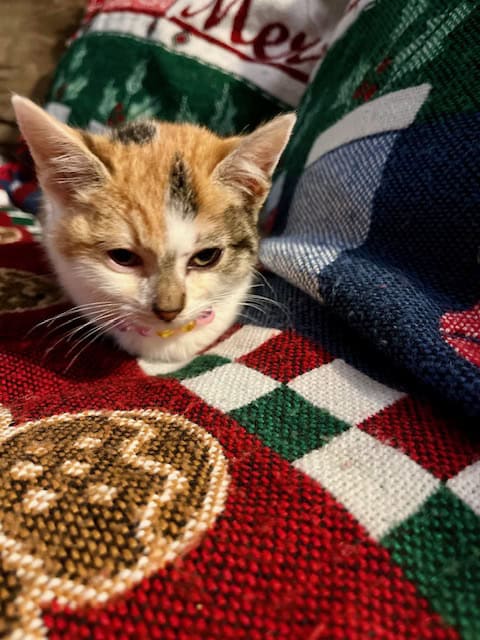 3 KITTENS AVAILABLE FOR ADOPTION. CALICO + ORANGE image 5