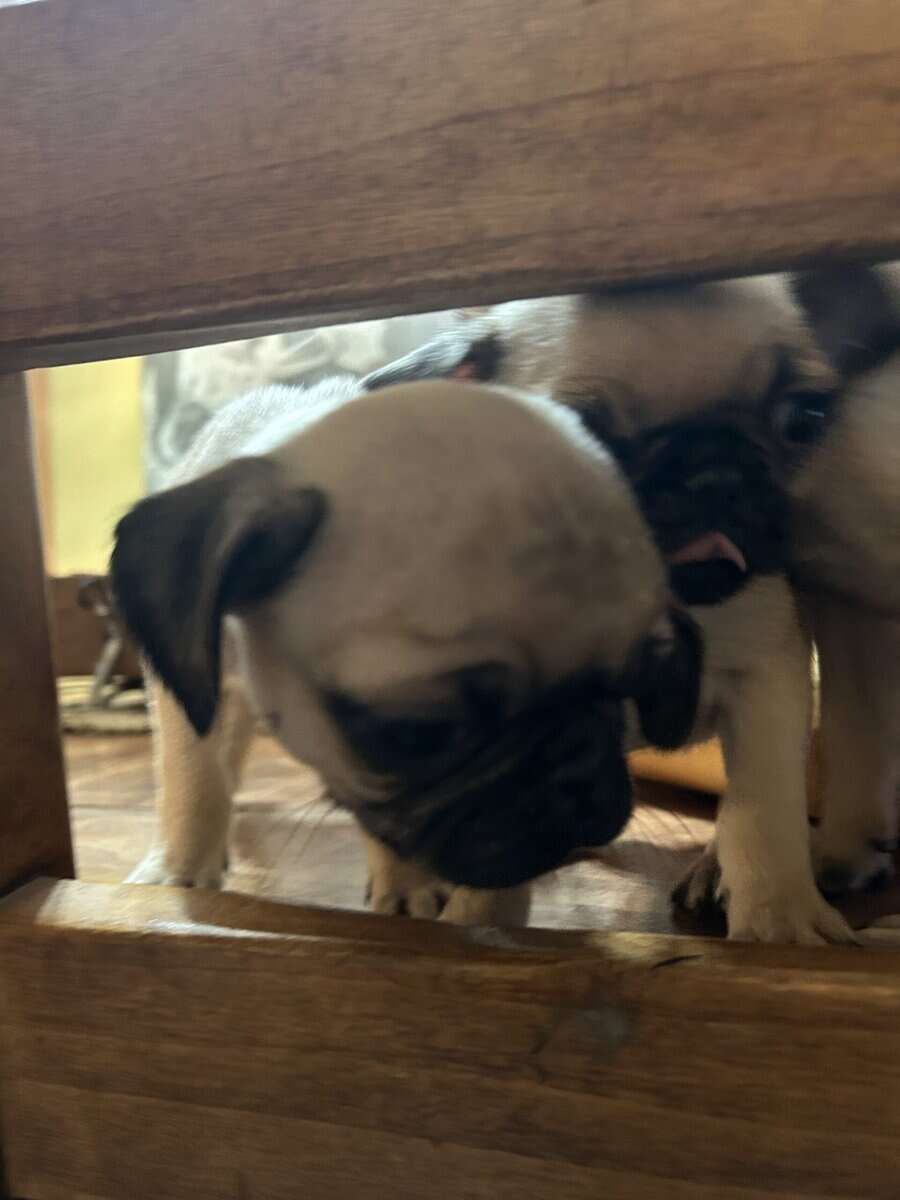 Puggies image 4