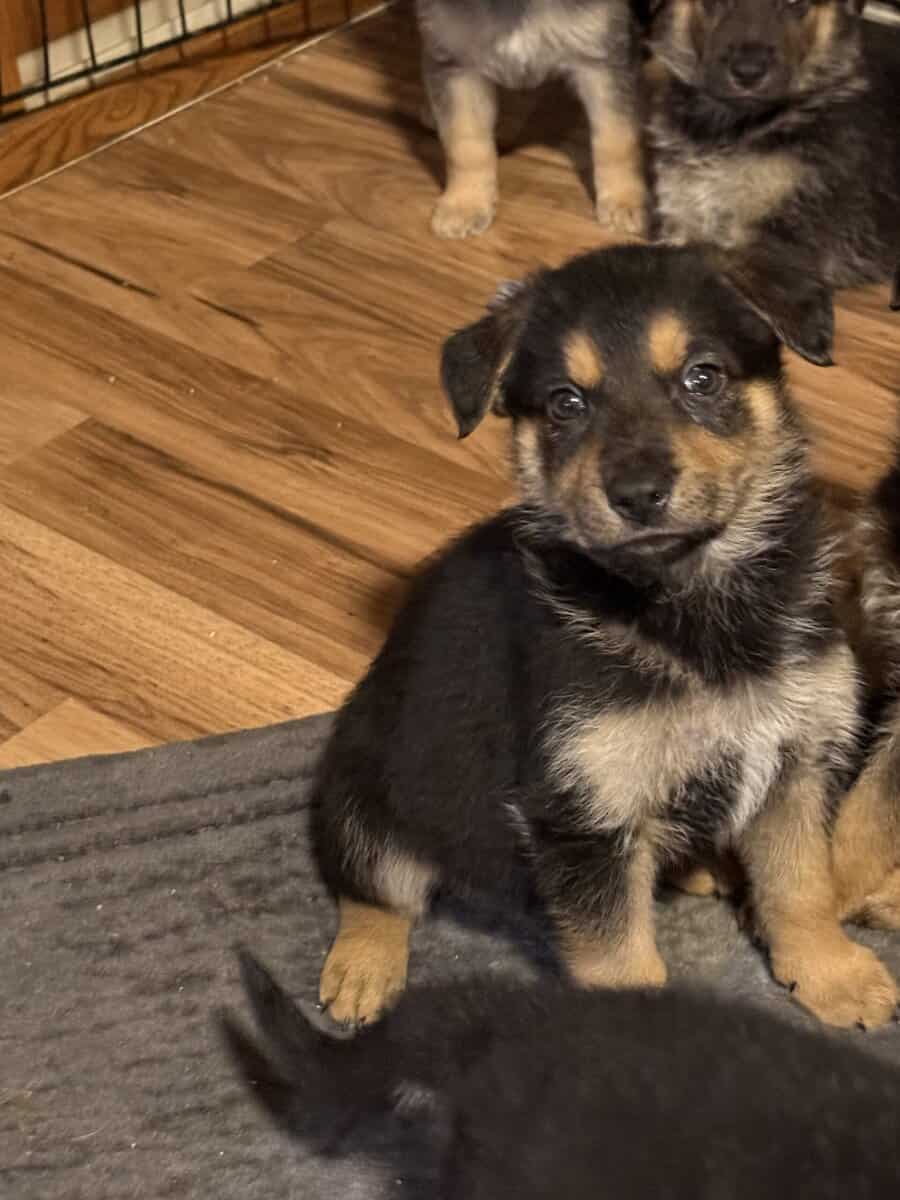 German shepherd puppies ready 12/20/2025 image 7