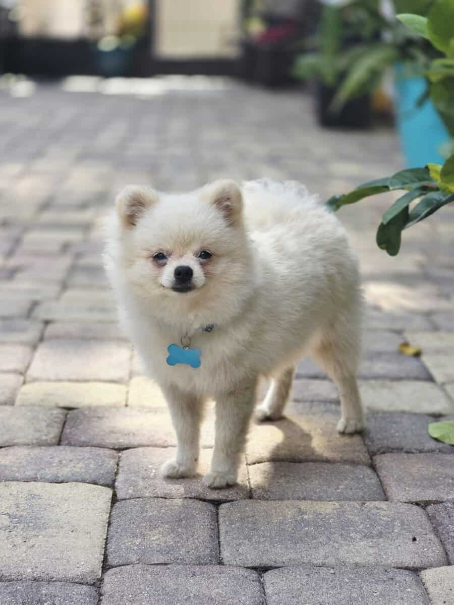 Purebred pomeranian male image 4