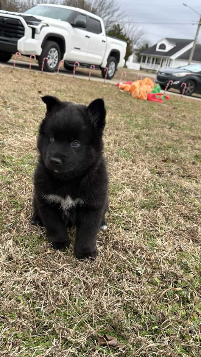 Artur the Pomsky image 2