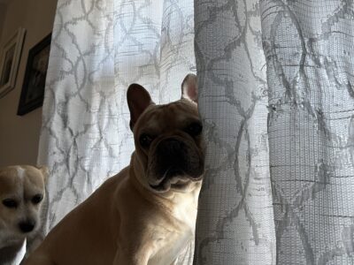 French Bulldog