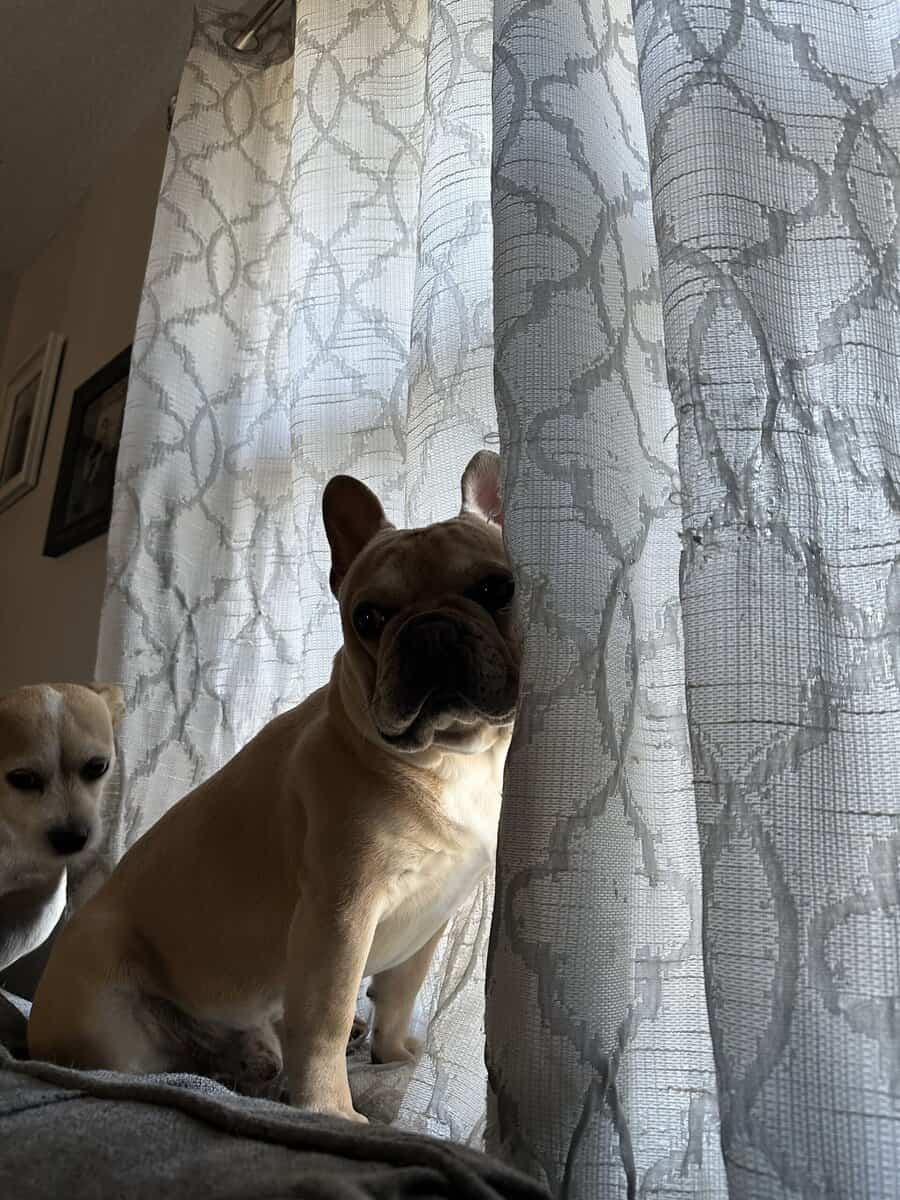 French Bulldog image 1