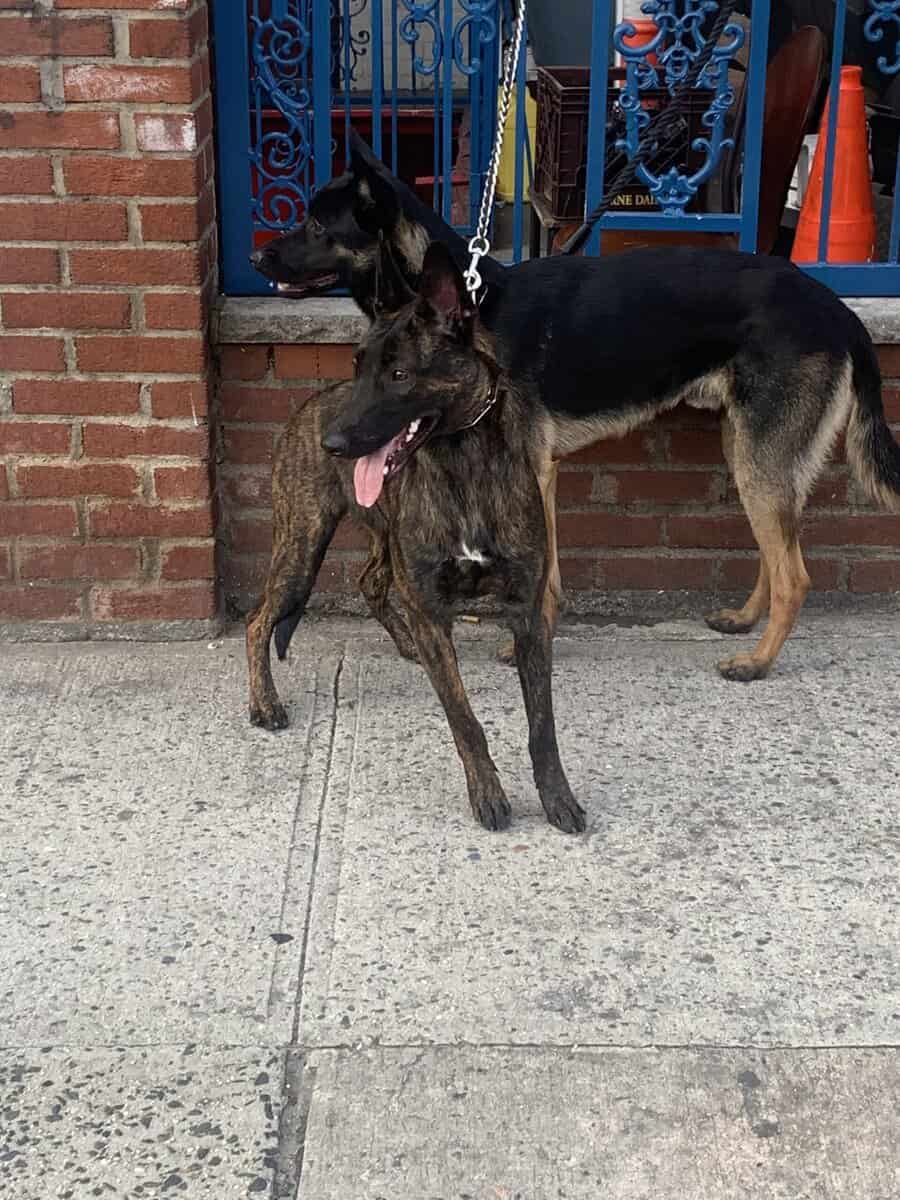 Belgian Malinois pups 8 weeks old image 9