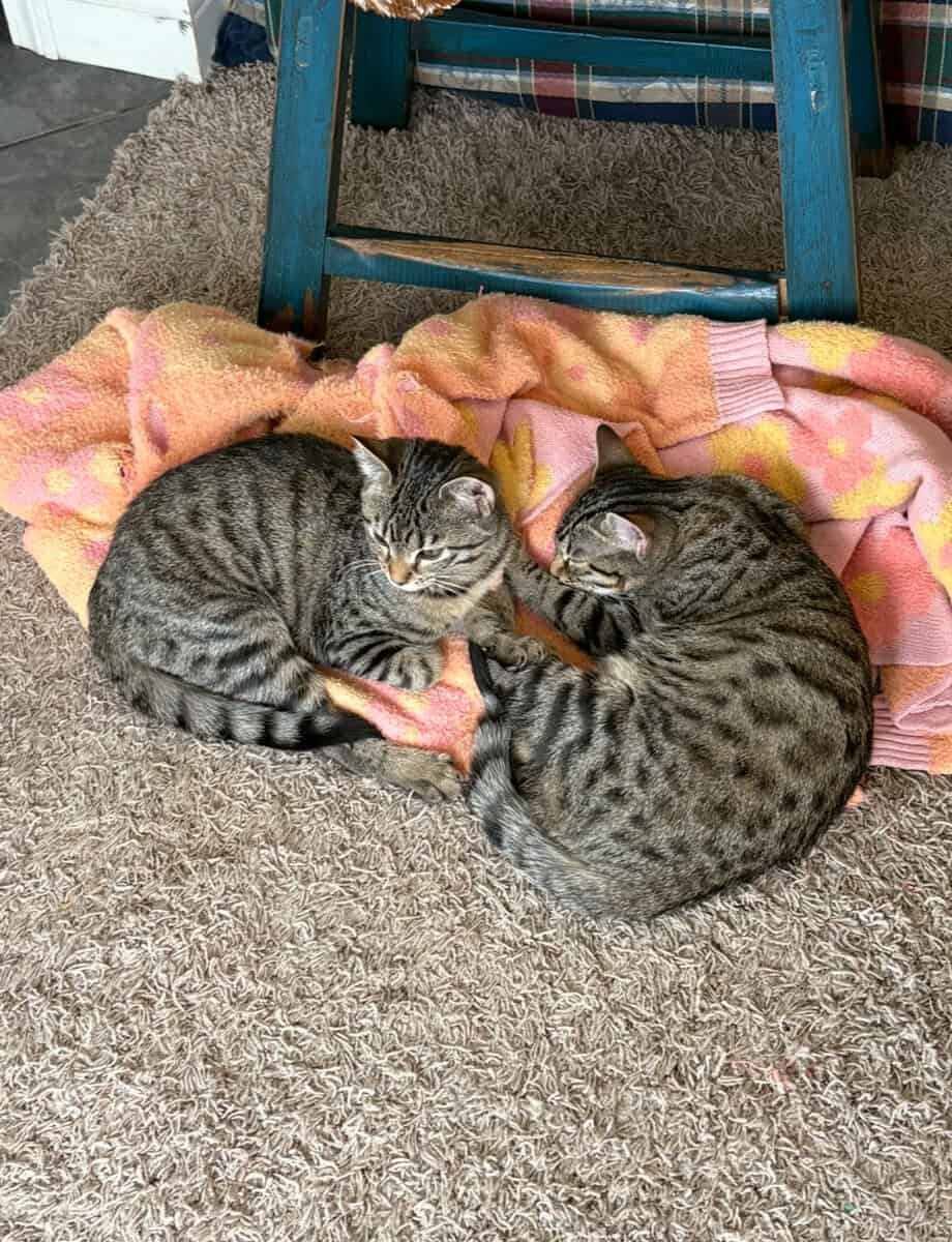 Two girl kitties, 4 1/2 months, part Bengal image 1